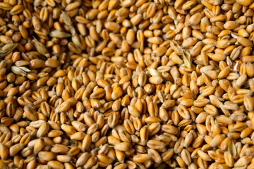 Defocus full of wheat grains, harvest background with copy space, close up. Ukrainian wheat. Food crisis. Organic food. Pattern harvest. Barley frame. Out of focus
