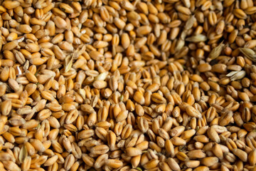 Defocus full of wheat grains, harvest background with copy space, close up. Ukrainian wheat. Food crisis. Organic food. Pattern harvest. Barley frame. Hard grain. Out of focus
