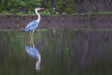 Japanese blue heron in rice paddies with reflection