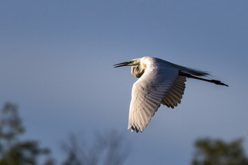 Japan Heron soars into the sunset