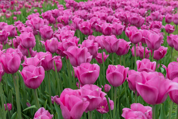 Obraz premium Pink tulips in a field