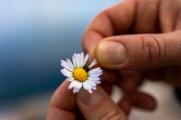 One chamomile flower in your hands. Close-up. Fingers tear off the petal. Divination. Loves, dislikes. White and yellow.