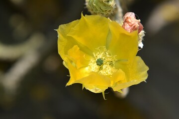 yellow flower of a prickly pear cactus in bloom