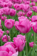 Fototapeta premium Pink tulips in a field