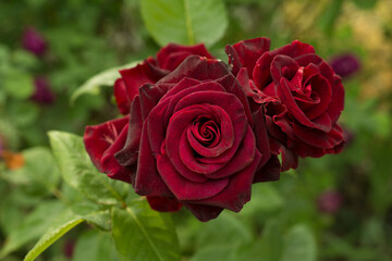 Red roses flower blooming in garden, closeup view