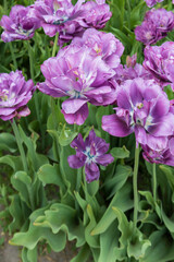 Light and dark purple peony tulips in a field