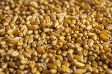 wheat grain texture background closeup