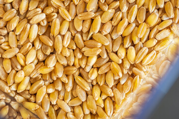 wheat grain inside square storage container closeup