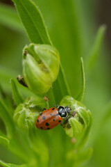 ladybug on a leaf