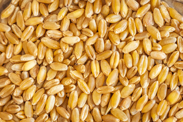 wheat grain texture background flat overhead view closeup