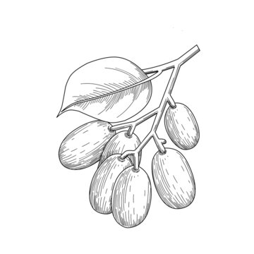 Sketch of Jambolan plum or Javanese plum, scientific name Syzygium cumini, isolated on a white background, exotic fruit as a medicinal herb. Vector illustration.