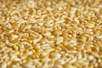 wheat grain texture background closeup