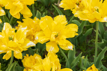 Obraz premium Yellow tulips in a field 