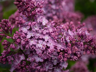 Fototapeta premium Beautiful flowering branch of lilac flowers close-up macro shot with blurry background. Spring nature floral background, pink purple lilac flowers. Greeting card banner with flowers for the holiday