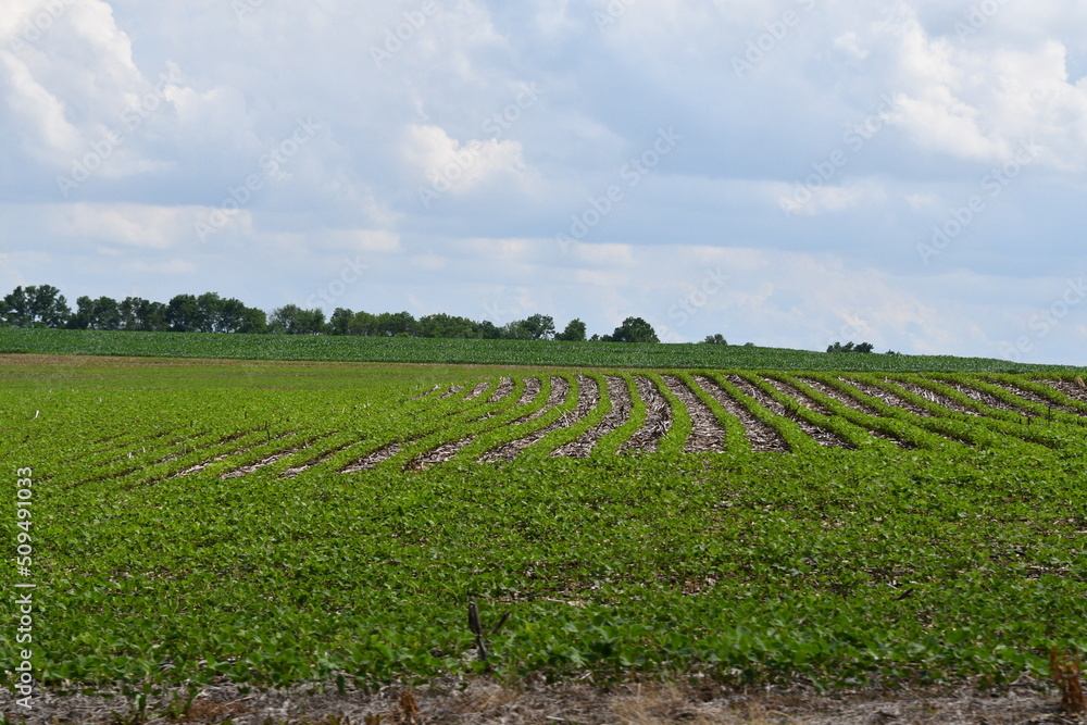 Sticker crop in a farm field