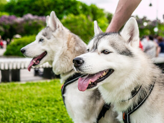 Two Siberian husky dogs are standing in the park. color nature