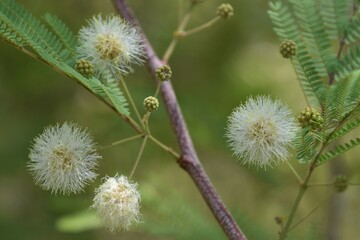 Lysiloma watsoni thornberi Desert Fern tree in bloom