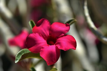 Closeup of a pink desert rose flower in bloom