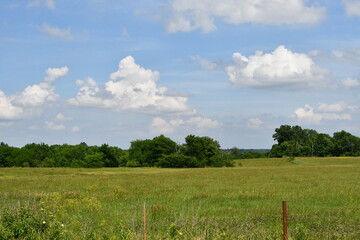 Fototapeta premium Field