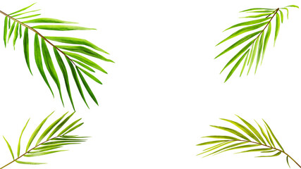 Fototapeta na wymiar Palm tree leaves, 3d render. Palm tree branch isolated on a white background, copy space. Tropical background, frame