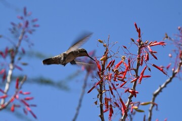 Hummingbird in flight feeding on flower