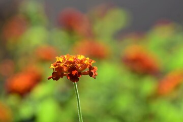 Close up of an orange and yellow lantana flower in bloom