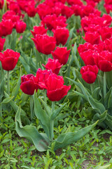 Bright red tulips in a field