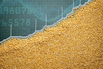 wheat grain directional price rise concept