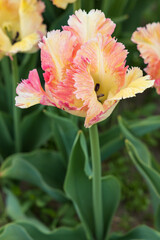 Yellow and pink tulips with fringed edges in a tulip  field