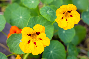 Obraz premium Nasturtium (Tropaeolum majus) flowers in garden, both the flowers and leaves are edible, close up
