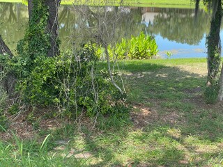 garden in the spring