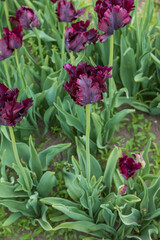 Dark purple tulips with fringed leaves in a field