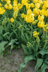 Yellow and green tulips in a field