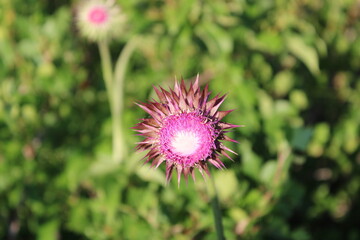 pink flower of a thistle