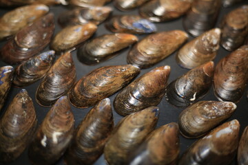 oyster shells 