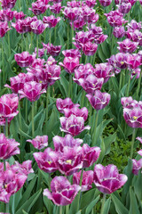 Light and dark purple tulips in a field