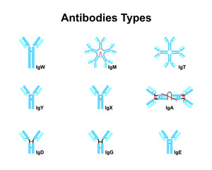Scientific Designing of Antibodies Types. Colorful Symbols. Vector Illustration.