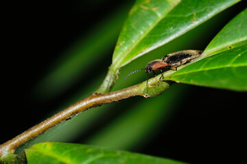 Megapenthes limbalis macro close up photo on branches resting 