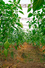 Green pepper grown in greenhouses