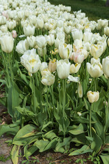 White tulips in a field