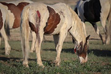 wild horse with battle scars