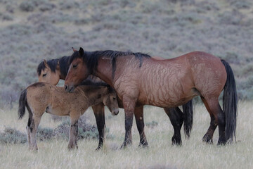 herd of wild horses

