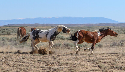 Fototapeta na wymiar stallions chasing each other