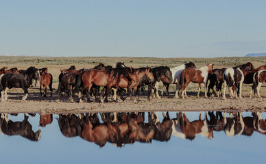 Fototapeta na wymiar herd of wild horses with reflexion on the pond 