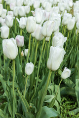 White tulips in a field