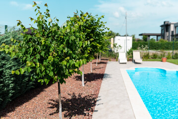 Small trees in the background of the pool with sun loungers. Relax in the backyard of a country house