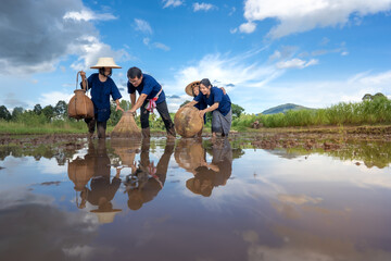 People family finding fish on tradition tool for catch fish in rice field of rural