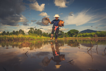 Man finding fish on tradition tool for catch fish in rice field of rural