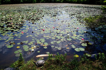 睡蓮と錦鯉