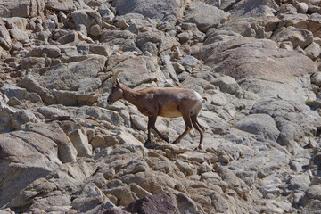 Desert bighorn sheep ovis canadensis nelson on rocky terrain